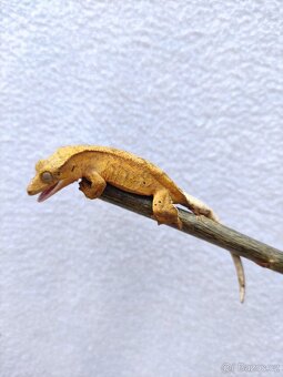 pagekon řasnatý, terárium - 11