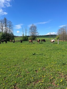 Ustájení koní Dolní Lánov - volný jeden box - 11
