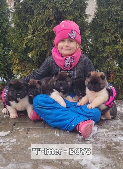 Americká akita s PP - 11