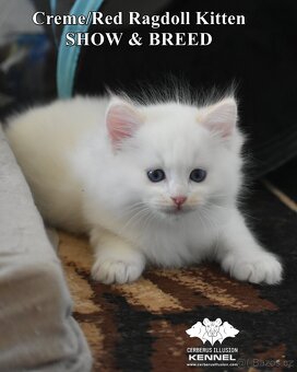 Ragdoll s PP – creme bicolor kocourek na výstavy a chov - 11