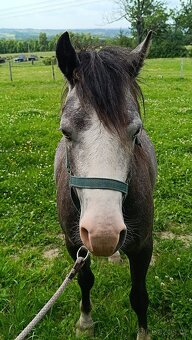 Český sportovní pony valach - 11