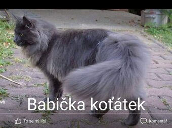 Mainská mývalí koťátka - 11