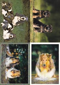 pohlednice zvířat - 11