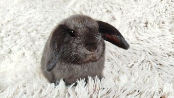 Zakrslý beránek, králíček, králík - CRISTIAN - 11