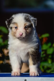 Australský ovčák s PP - blue Merle a black tri - 11