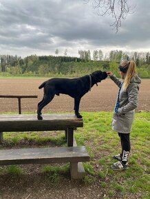 Cane Corso - 11