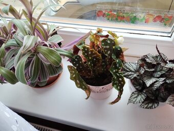 Pokojové rostliny - 11