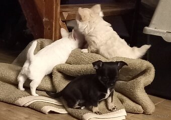 Čivava pidi štěňátka - 11