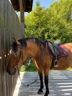 kobyla ČT/hucul - 11