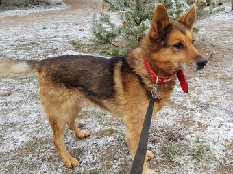 MAXÍČEK K ADOPCI - zlatíčko hledá svoji spřízněnou duši - 11