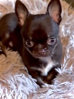 Čivava štěňátka krátkosrstá - 11