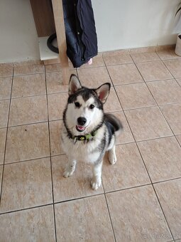 Aljašský Malamut bez pp - 11