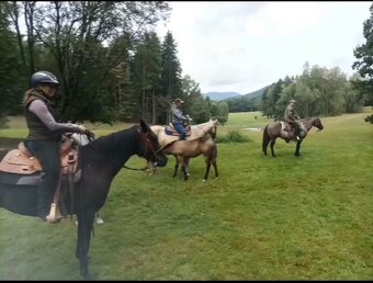 APha 7 leta černá klisna - 11