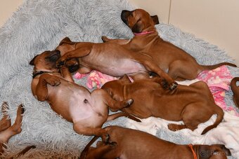 Rhodesian Ridgeback - vymazlená štěňátka s PP - 11