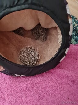 Jezek belobrichy - 11