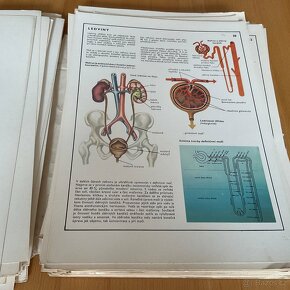 Biologie člověka v obrazech- 1976 - 11