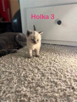 Britská koťata. - 11