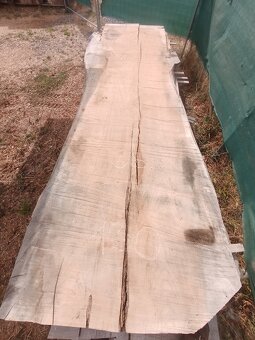 MEGA velké desky Jilm a Jasan - 11