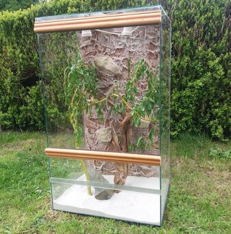 pagekon řasnatý, terárium - 11