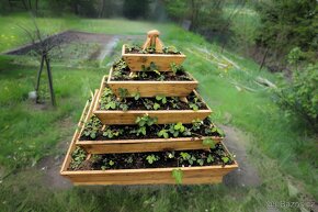 Jahodník, záhon na jahody - 11