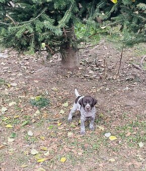 Německý ohař krátkosrstý - 11