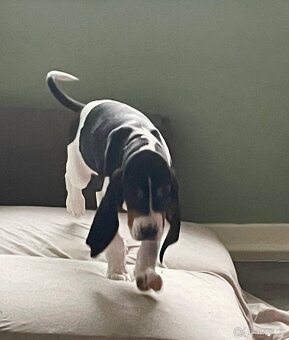 Štěně s PP ihned k odběru - 11