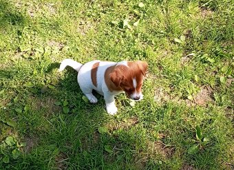 Jack russell terier krásný pejsek - 11