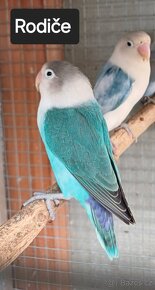 Agapornis Fišerův - 11