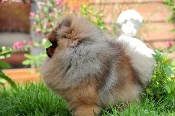 Pomeranian s PP FCI - 11