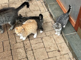 DARUJI KOŤÁTKA - 11