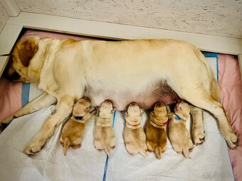 Labrador štěňátka s PP - 11