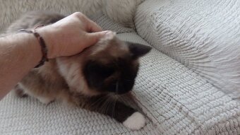 mačiatka ragdoll,radgoll,predané,na predaj len dospelé mačky - 11