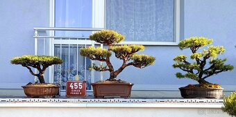 Bonsai borovice lesní  (Pinus sylvestris compressa) - 11