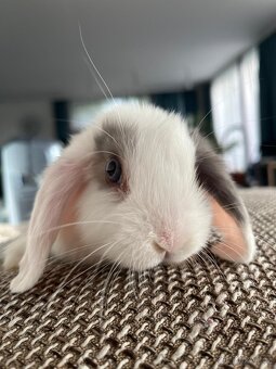 Králík beránek, Minilop - 11