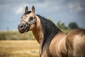 Připouštění QH hřebcem 7 panel N/N - 11