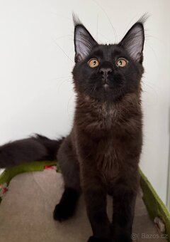 Mainská mývalí koťátka s PP - 11