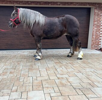 BRETÓNSKA KOBYLA - 11