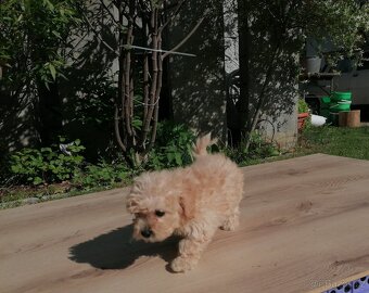 Predám šteniatka maltipoo. - 11