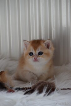 Britská koťata s PP - 11