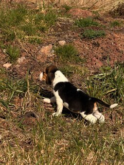 Bígl trikolor - štěňátka - 11