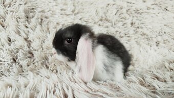 Zakrslý beránek, králíček, králík - ELIŠKA - 11