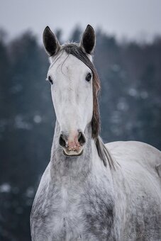Starokladrubský valach na prodej - 11
