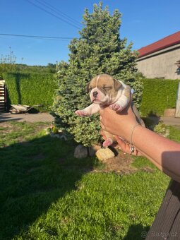 Štěňátko American Bully - 11