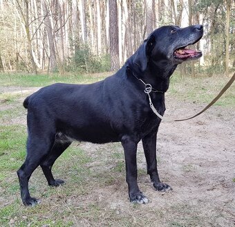 ELI K ADOPCI - PŘÁTELSKÁ, VDĚČNÁ - HLEDÁ SE ANDĚL PRO ELI - 11