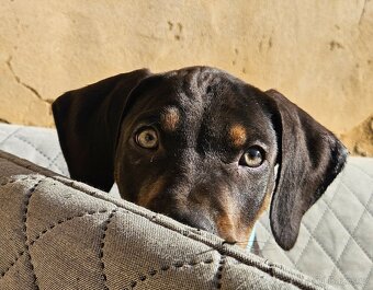 Louisianský leopardí pes - 11