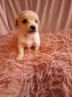 Stěně Čivava X Jack Russell - 11