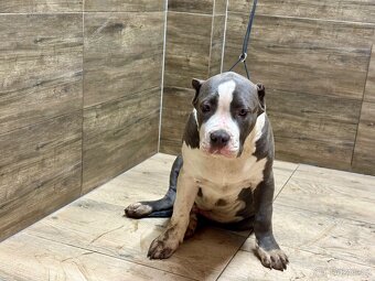 American bully XL - 11