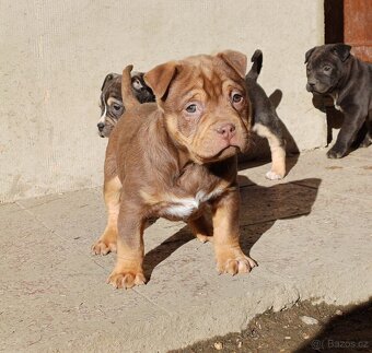 American bully pocket / sharpei - 11