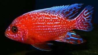 Prodám tlamovce, akvarijní rybičkyz jezera Malawi a Tanganik - 11