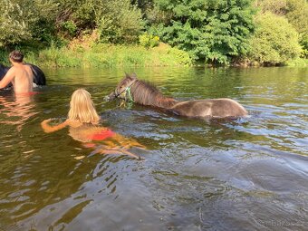 Pony valach 4 roky - 11